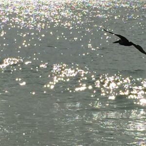 Pelican at Anna Maria Island Florida