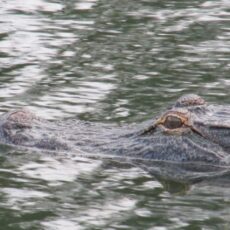 close up of alligator