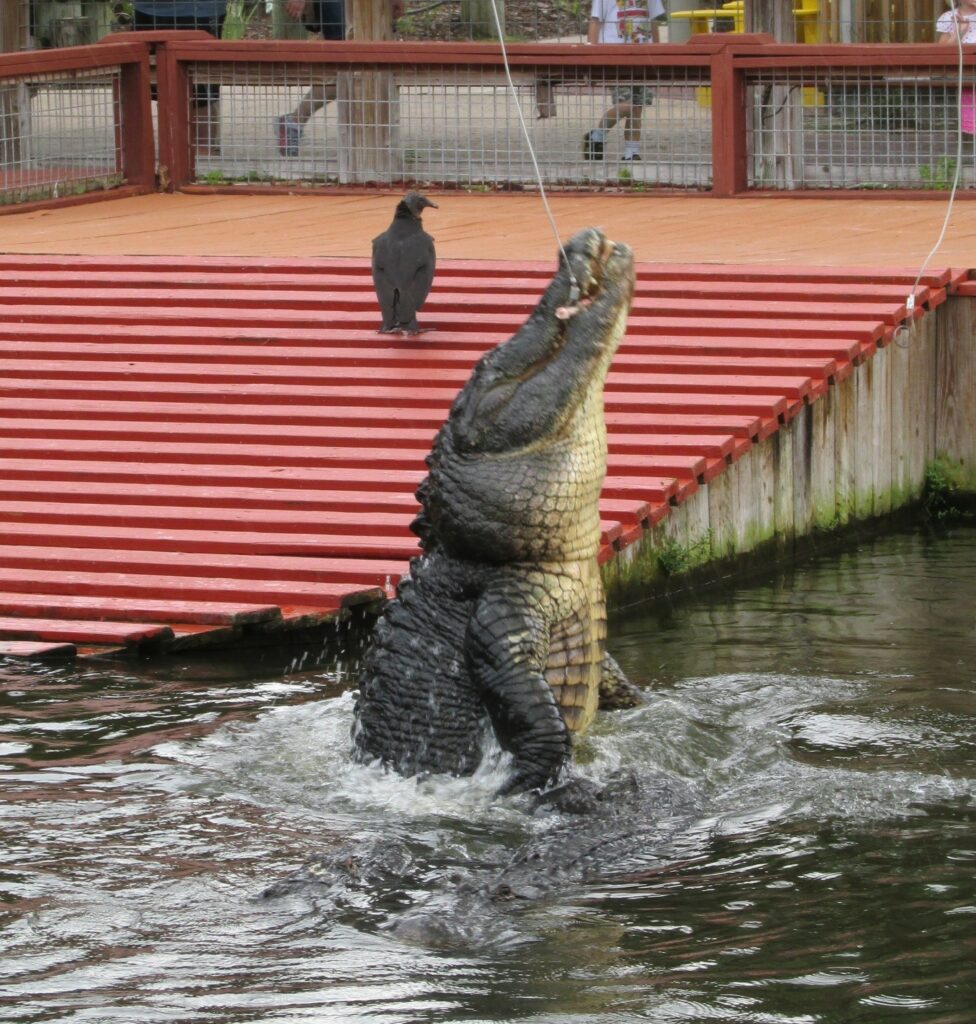 Picture of a leaping alligator is from Gatorland, which I dragged my family to. Gatorland is worth visiting if you want to see alligators. They have small ones, big ones, huge ones and even white ones.