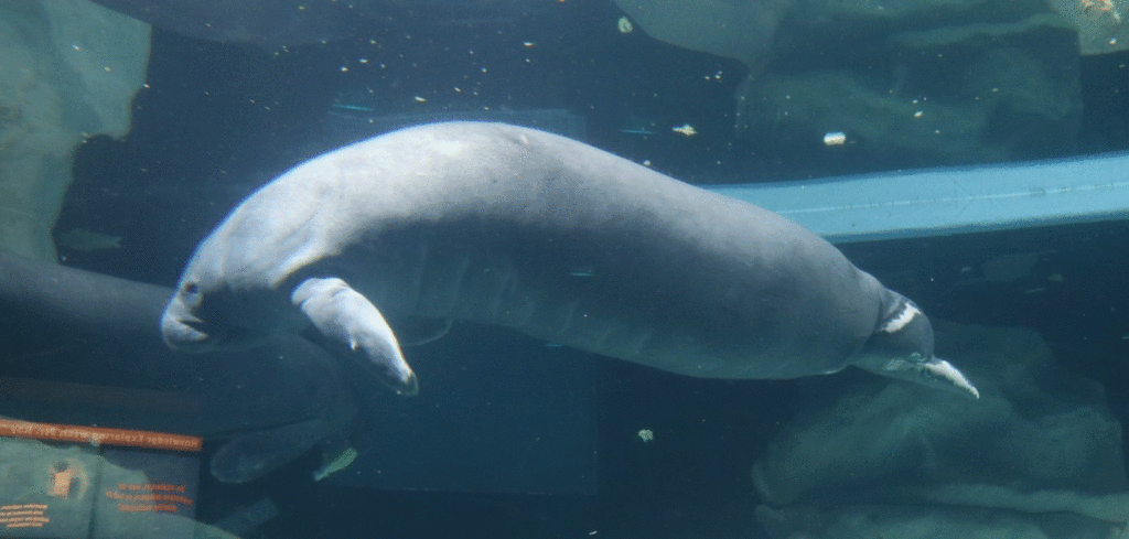 a manatee at the aquarium in EPCOT.