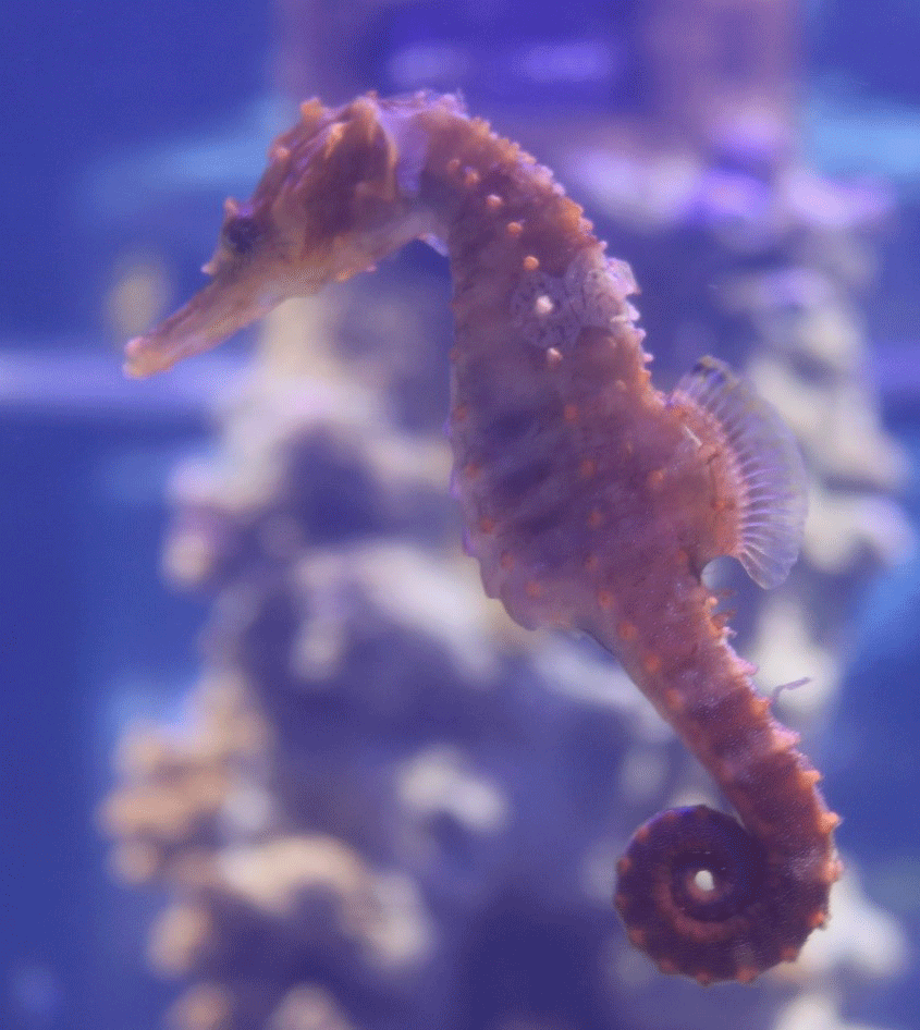 a seahorse at EPCOT aquarium