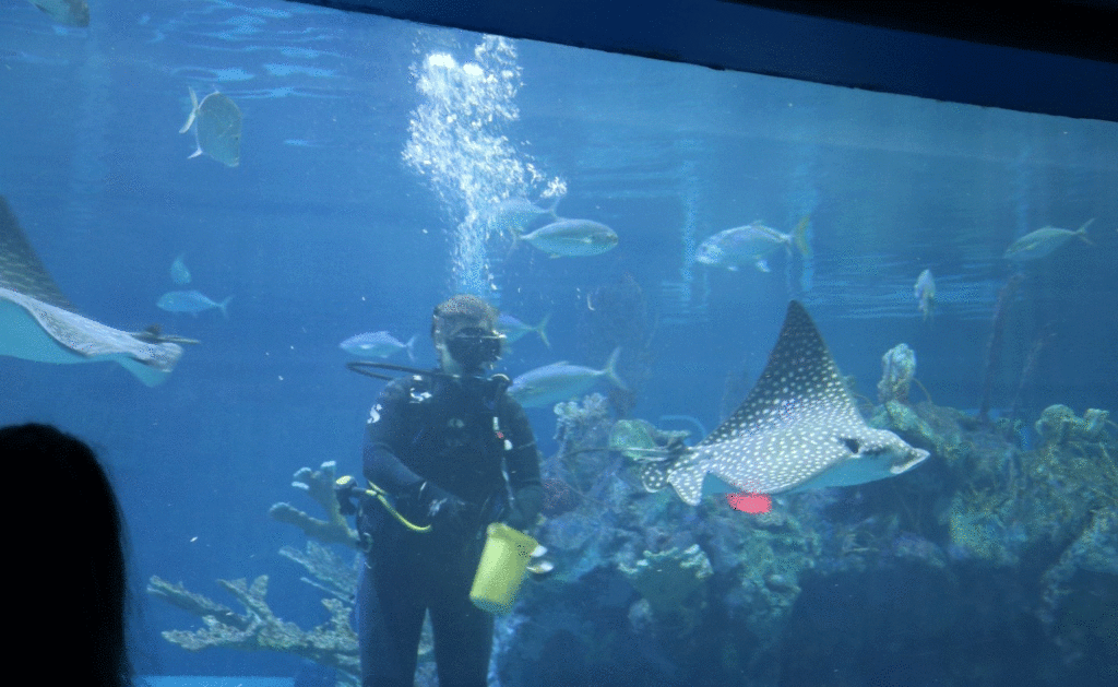 Diver with stingrays