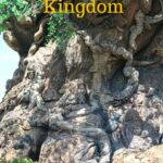 Animal Kingdom Tree of Life