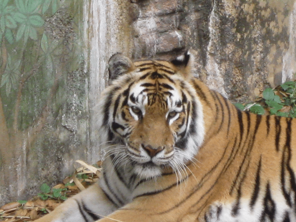 Tiger at Animal Kingdom