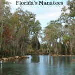 Cover of Discover Manatees Blog- Taken at Three Sister's spring