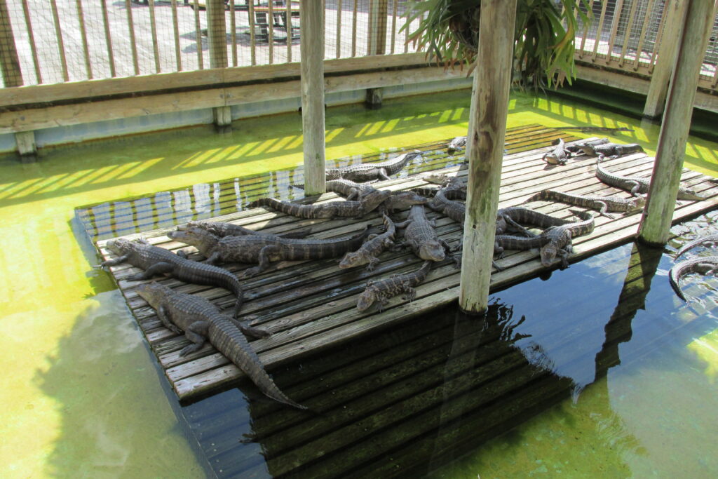 Young Alligators at Gatorland
