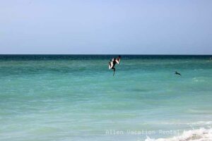 Pelicans diving at Holmes Beach