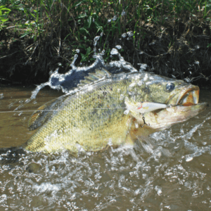 Bass jumping