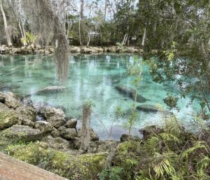 Where to See Manatees in Crystal River, Florida: A Winter Wildlife Guide