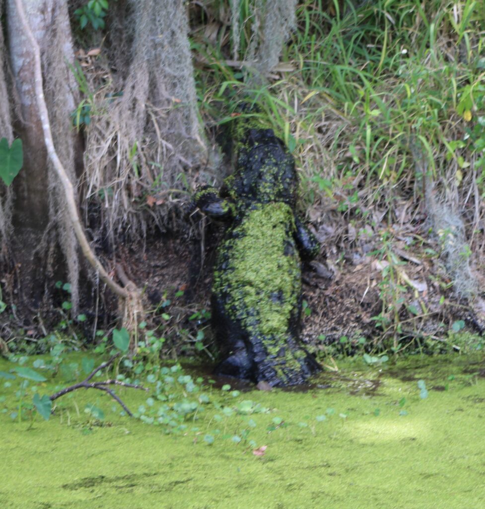 large alligator exiting the water at  Circle B Bar Reserve